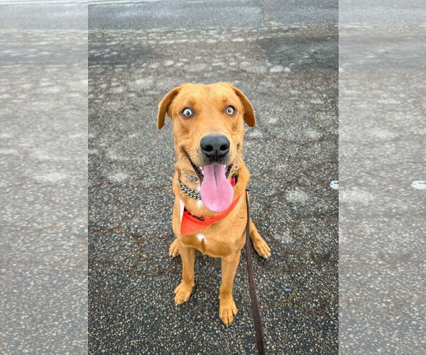 Medium Photo #7 Labrador Retriever-Unknown Mix Puppy For Sale in San Diego, CA, USA