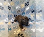 Small #5 American Bully-American Staffordshire Terrier Mix