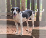 Small #8 Treeing Walker Coonhound