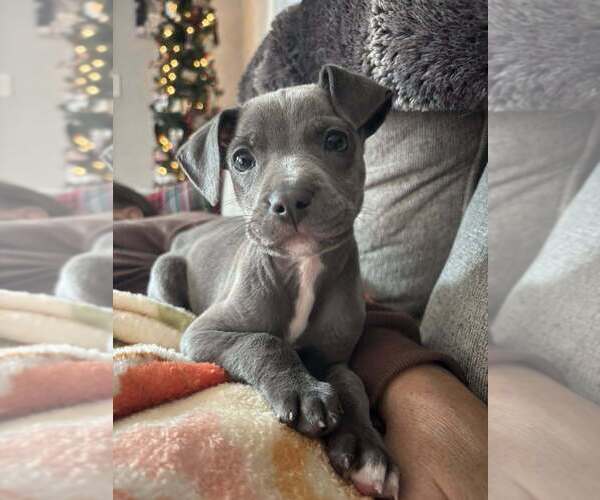 Medium Photo #4 Mutt Puppy For Sale in New York, NY, USA