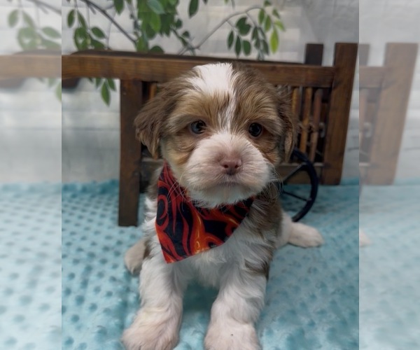 Medium Photo #15 Shorkie Tzu Puppy For Sale in SELLERSBURG, IN, USA