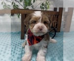 Small Photo #15 Shorkie Tzu Puppy For Sale in SELLERSBURG, IN, USA