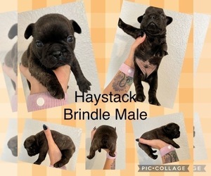 French Bulldog Puppy for Sale in SOUTH MILLS, North Carolina USA