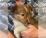 Small Photo #2 Shetland Sheepdog Puppy For Sale in FORT MORGAN, CO, USA