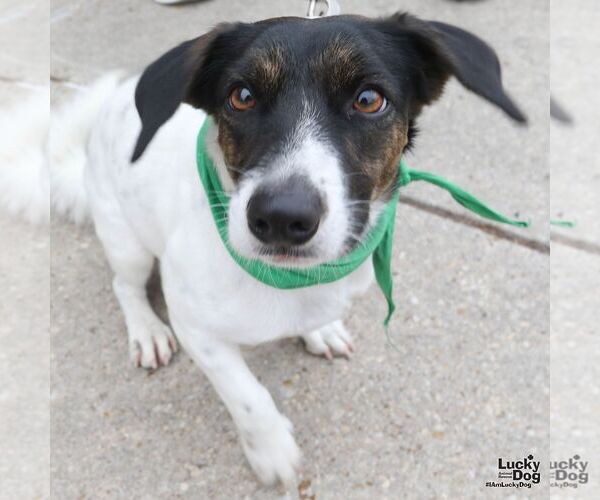 Medium Photo #2 Rat Terrier-Unknown Mix Puppy For Sale in Washington, DC, USA