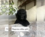Small #2 Poodle (Standard)
