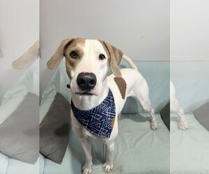 Pointer-Unknown Mix Dogs for adoption in Rockaway, NJ, USA