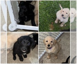 Labradoodle Puppy for sale in KIRKSVILLE, MO, USA