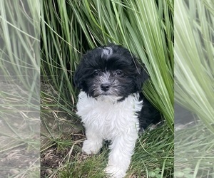Havanese Puppy for sale in CANOGA, NY, USA