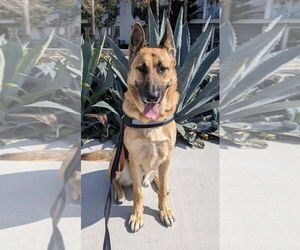 German Shepherd Dog-Unknown Mix Dogs for adoption in Huntington Beach, CA, USA