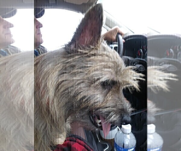 Medium Photo #14 Cairn Terrier Puppy For Sale in WHITEWOOD, SD, USA