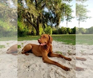 Father of the Vizsla puppies born on 12/08/2021
