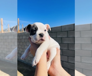 Olde English Bulldogge Puppy for sale in BAKERSFIELD, CA, USA