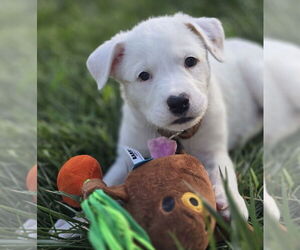 Golden Retriever-Unknown Mix Dogs for adoption in Lakewood, CO, USA