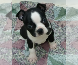 Boston Terrier Puppy for sale in BEND, OR, USA