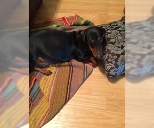 Father of the Dachshund puppies born on 08/31/2022