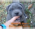 Small #8 American Pit Bull Terrier