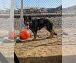 Small #8 German Shepherd Dog