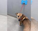 Small German Shepherd Dog Mix
