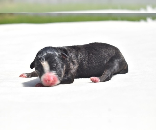 Medium Photo #2 Miniature Australian Shepherd Puppy For Sale in PALM COAST, FL, USA