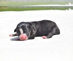 Small #1 Miniature Australian Shepherd