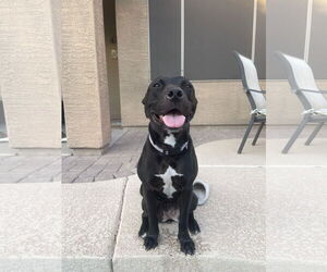 MURPHY #10 - Female American Pit Bull Terrier-Unknown Mix Dog for Adoption - Photo #2