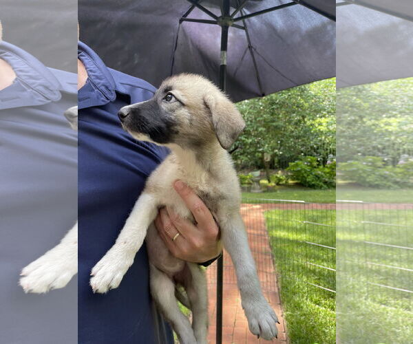 Medium Photo #3 Mutt Puppy For Sale in The Woodlands, TX, USA