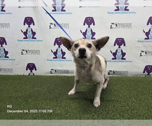 Catahoula Leopard Dog-Chihuahua Mix Dogs for adoption in Orlando, FL, USA