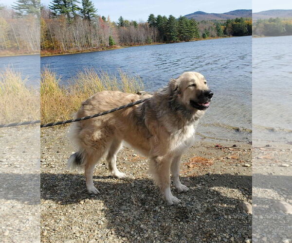 Medium Photo #4  Puppy For Sale in , 