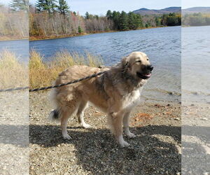 Great Pyrenees-Unknown Mix Dogs for adoption in Croydon, NH, USA