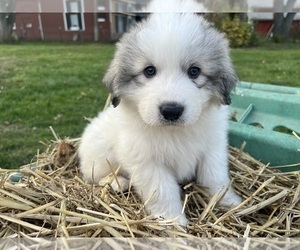 Great Pyrenees Puppy for sale in NEW BOSTON, MI, USA