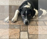 Small #7 Border Collie Mix