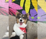 Small Photo #1 Welsh Cardigan Corgi Puppy For Sale in MOVILLE, IA, USA