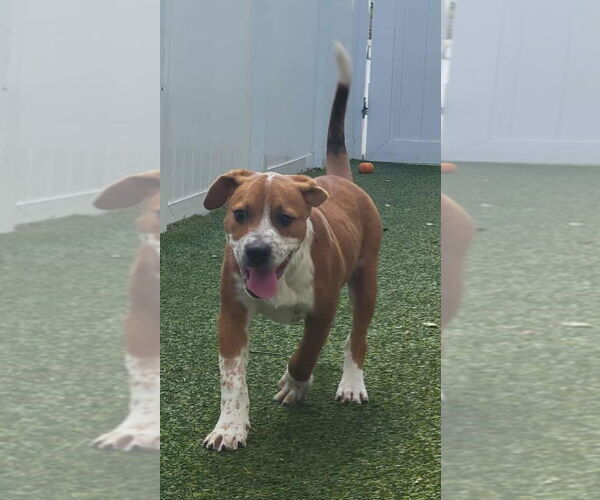 Medium Photo #2 American Pit Bull Terrier-Unknown Mix Puppy For Sale in Pompano Beach , FL, USA