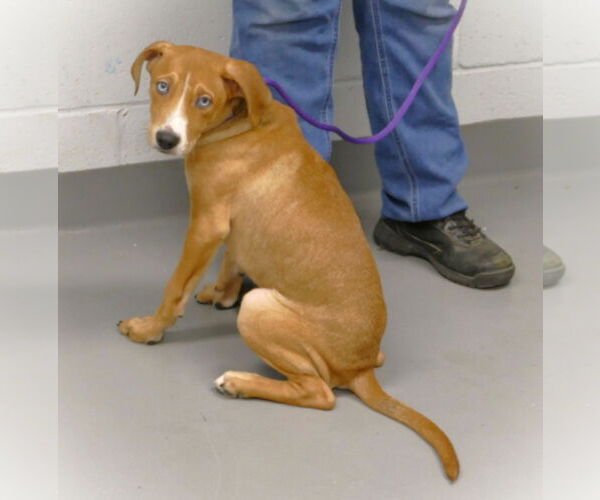 Medium Photo #3 Mutt Puppy For Sale in Pittsburgh, PA, USA