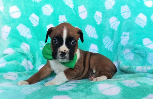 Medium Photo #5 Boxer Puppy For Sale in LANCASTER, PA, USA