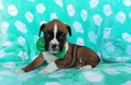 Small Photo #5 Boxer Puppy For Sale in LANCASTER, PA, USA