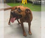 Small Black Mouth Cur Mix