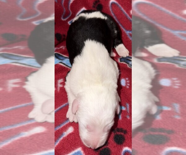 Medium Photo #1 Old English Sheepdog Puppy For Sale in WAKE FOREST, NC, USA