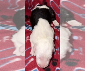 Old English Sheepdog Puppy for Sale in WAKE FOREST, North Carolina USA