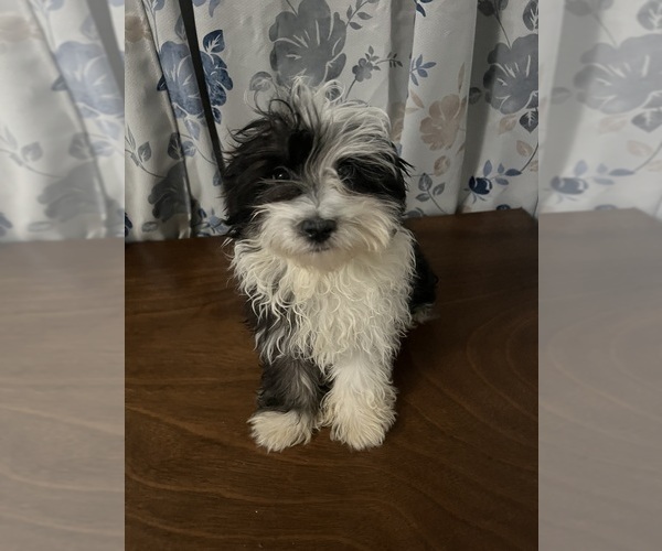 Medium Photo #15 Havanese Puppy For Sale in DURHAM, CT, USA