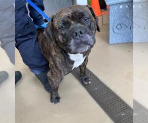 American Pit Bull Terrier Dogs for adoption in Chula Vista, CA, USA