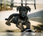 Small Photo #2 German Shepherd Dog Puppy For Sale in West Sacramento, CA, USA