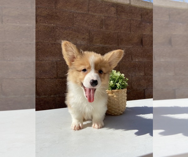 Medium Photo #2 Pembroke Welsh Corgi Puppy For Sale in CHINO HILLS, CA, USA
