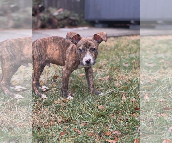 Medium Photo #6 American Staffordshire Terrier-Unknown Mix Puppy For Sale in Holly Springs, NC, USA