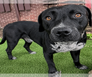 Rex - Male Labrador Retriever-Staffordshire Bull Terrier Mix Dog for Adoption - Photo #15