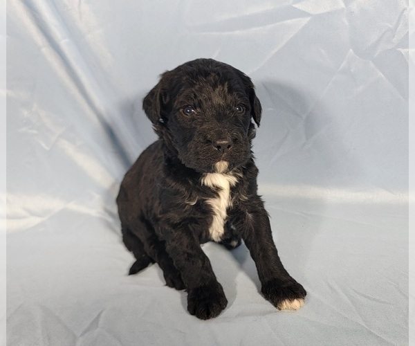 Medium Photo #2 Bernedoodle Puppy For Sale in BLACK FOREST, CO, USA
