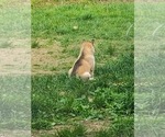 Small #1 Siberian Husky