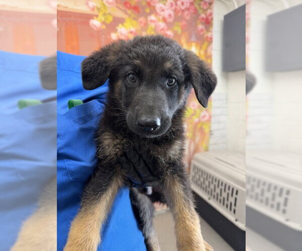 Medium Photo #1 German Shepherd Dog Puppy For Sale in San Bernardino, CA, USA