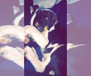 Jack Russell Terrier-Unknown Mix Puppy for sale in FORT LAUDERDALE, FL, USA